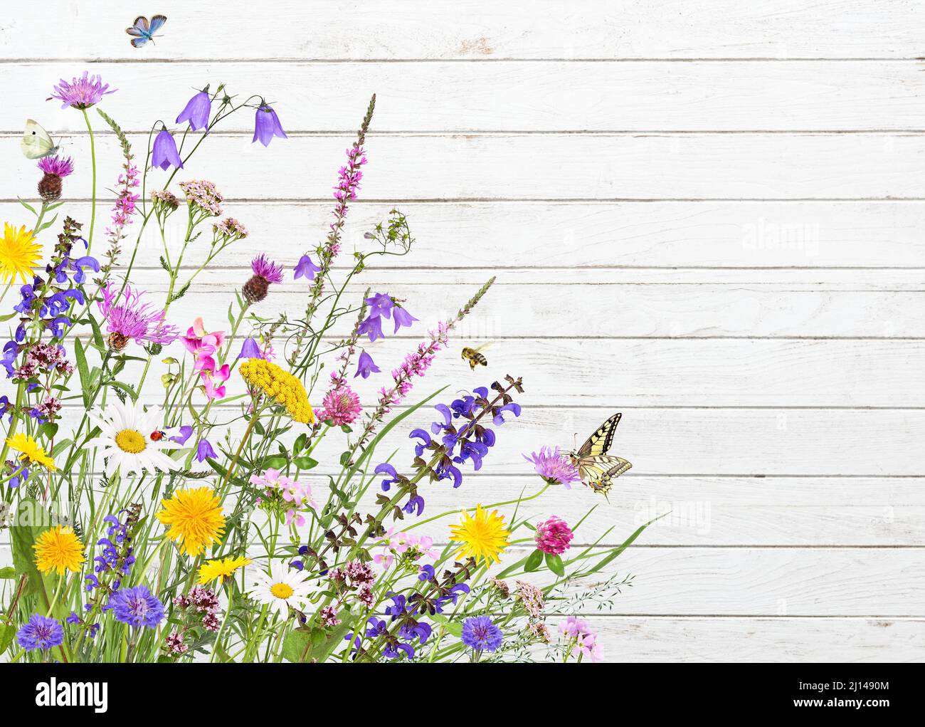 Colorful meadow flowers on a white wooden background Stock Photo
