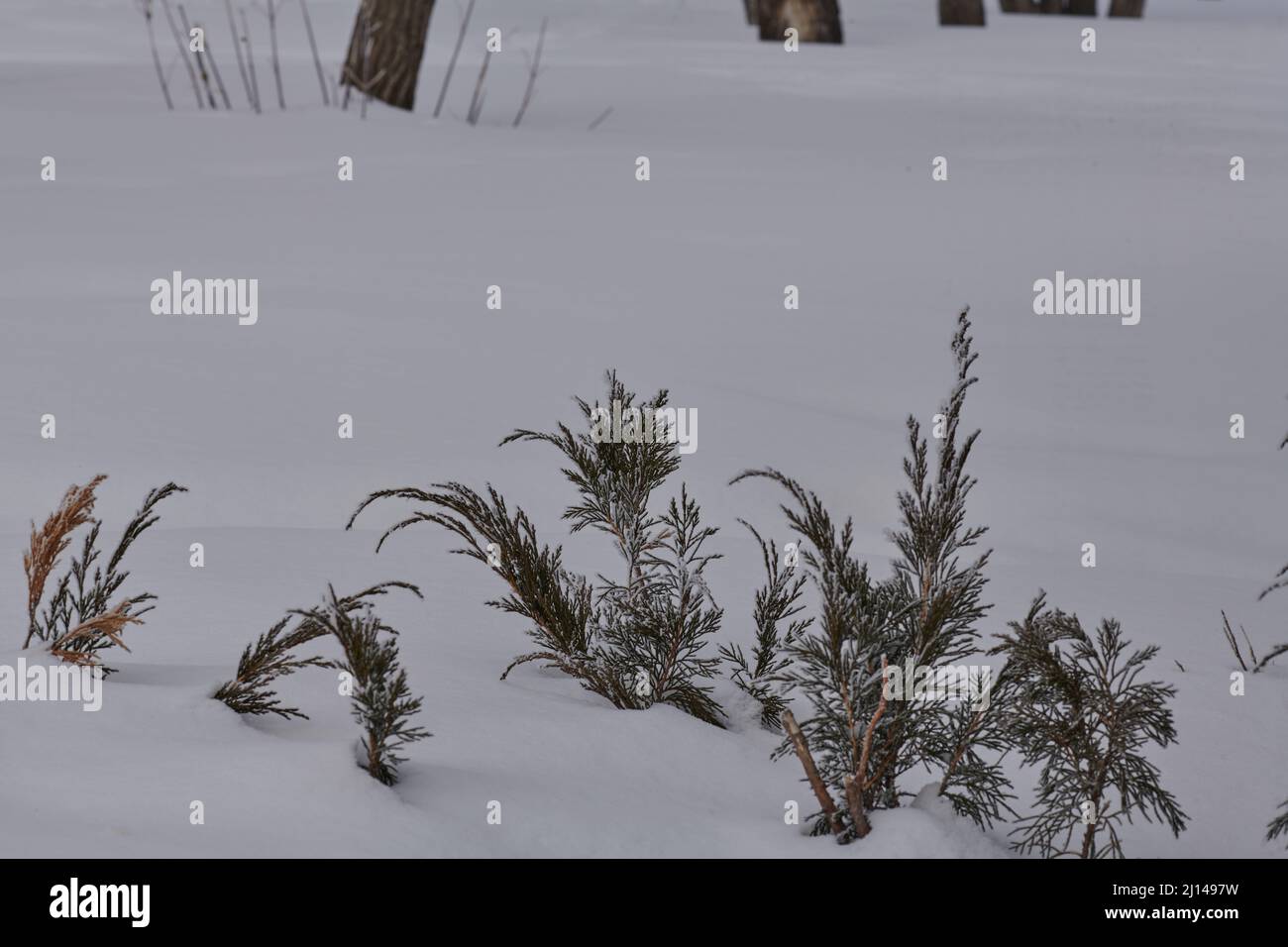 bush covered entirely with snow in the forest Stock Photo