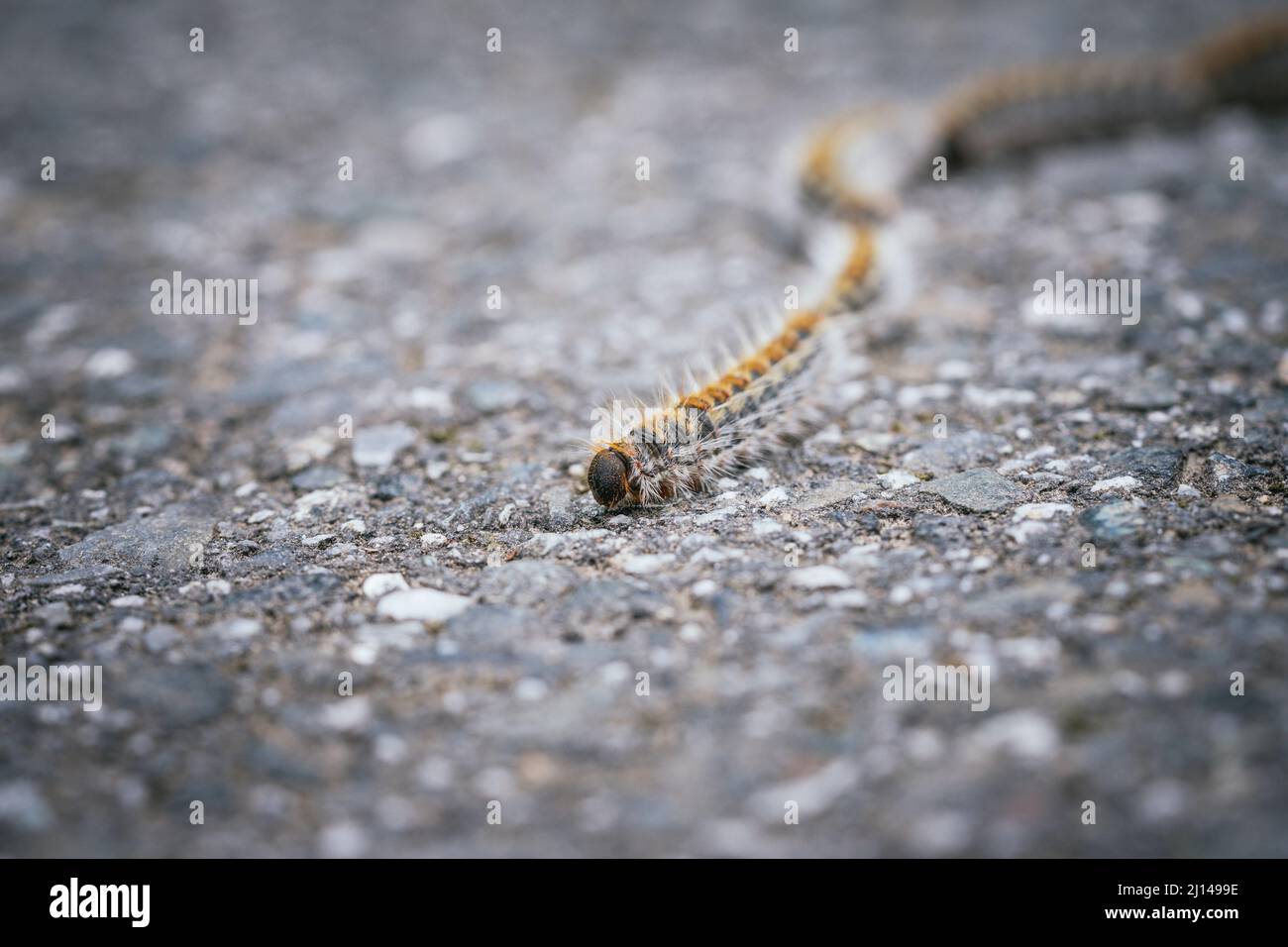 Pine processionary caterpillars in a roadside environment. Thaumetopoea pityocampa Stock Photo