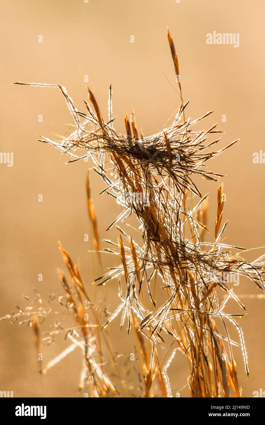 Clump of intertwined awns of Spear Grass, Heteropogon contortus, backlit, Hertzogville, Orange Free State, South Africa Stock Photo