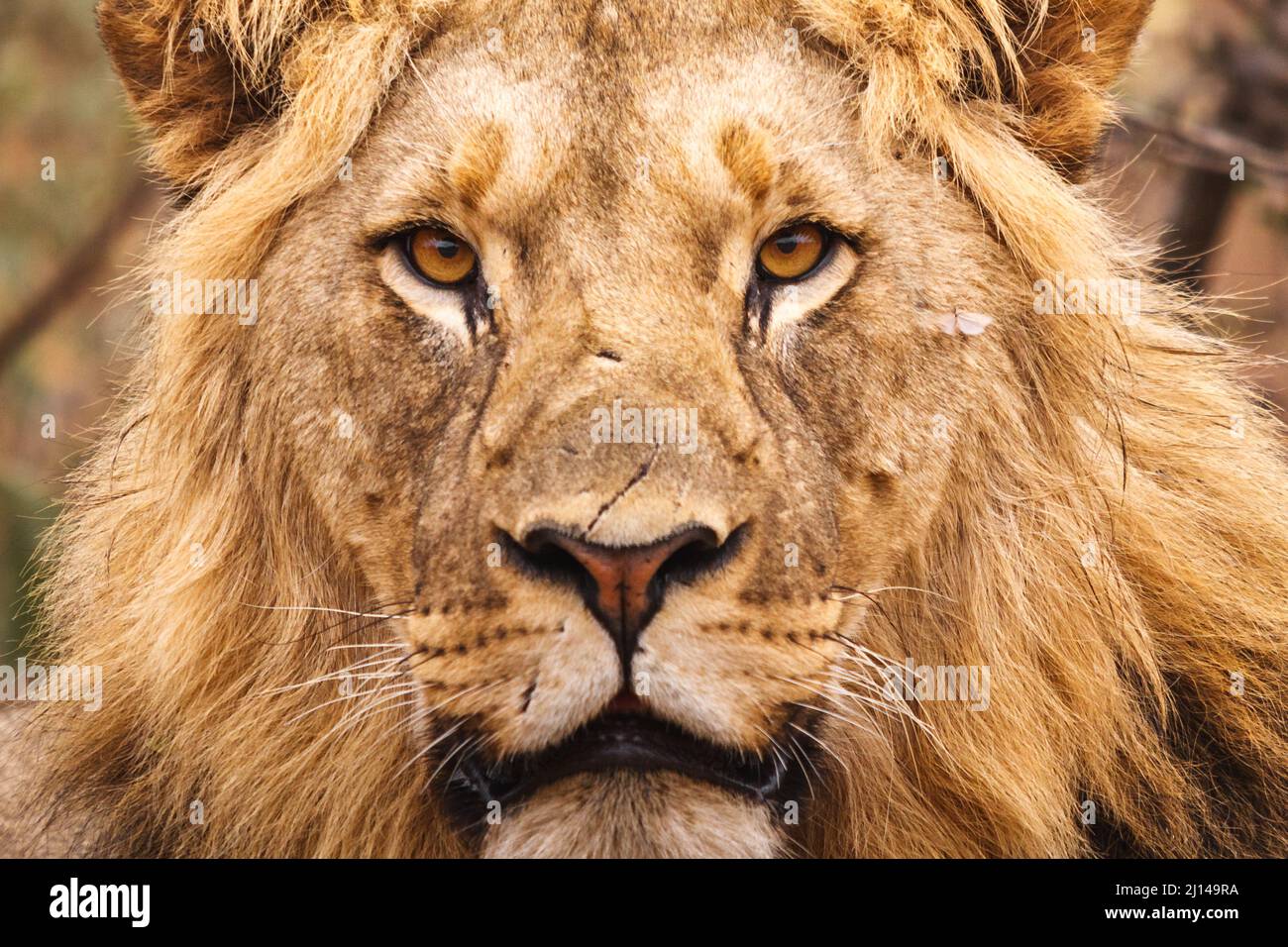 Portrait (front-on) of young male Lion, Panthera leo, Pilansberg ...