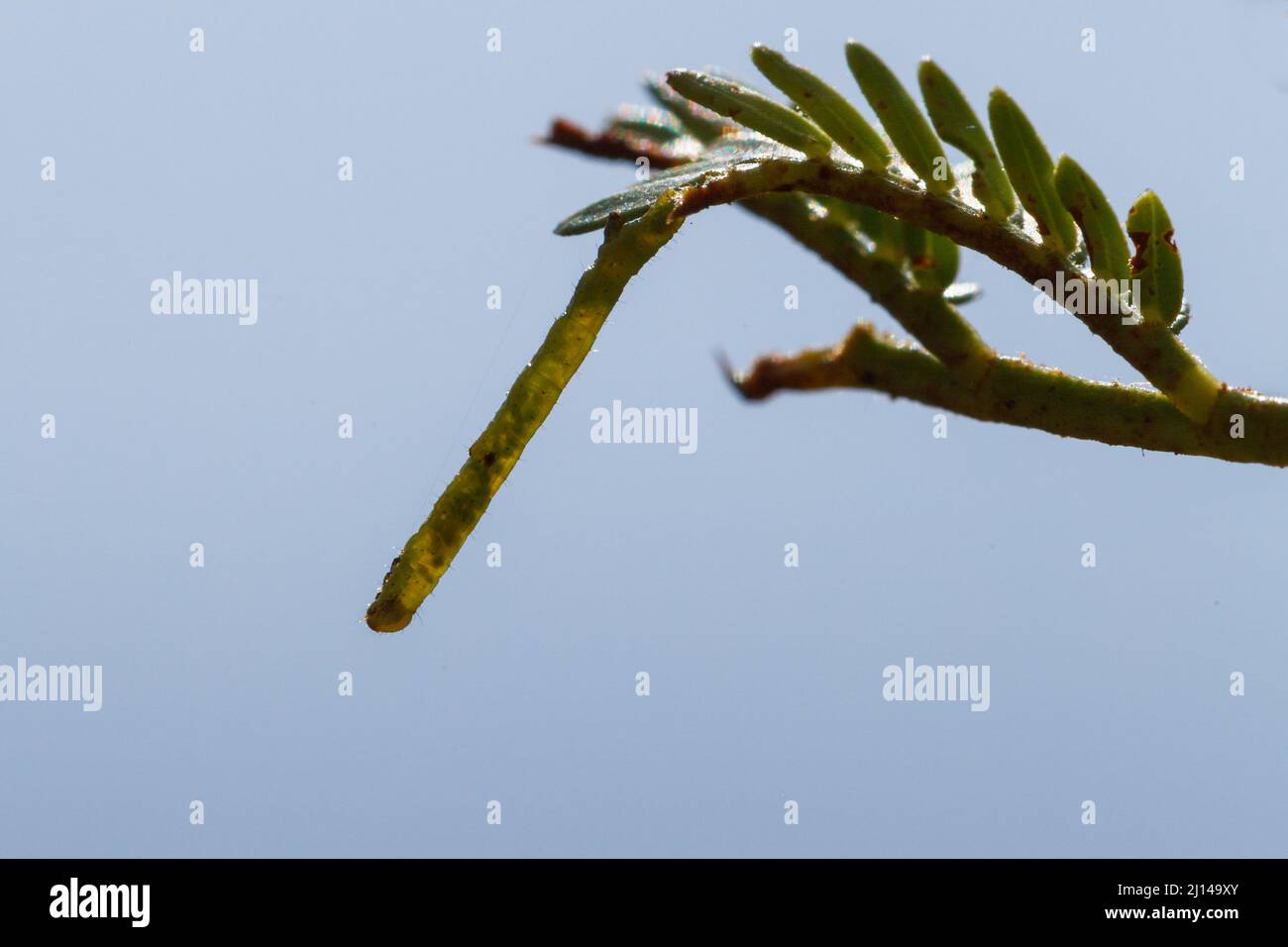 Larva of Looper (Geometridae), camouflaging itself on twig of Sweet Thorn, Vachellia (Acacia) karroo, Bela-Bela, Limpopo, South Africa Stock Photo