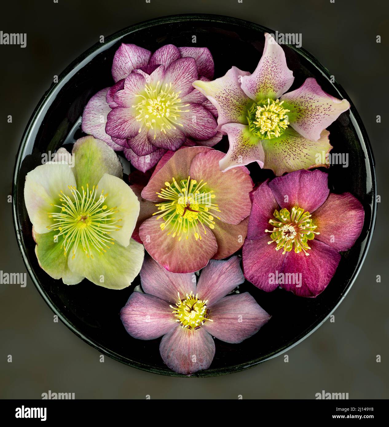 Helleborus flowers from winter garden in central Virginia floating in a