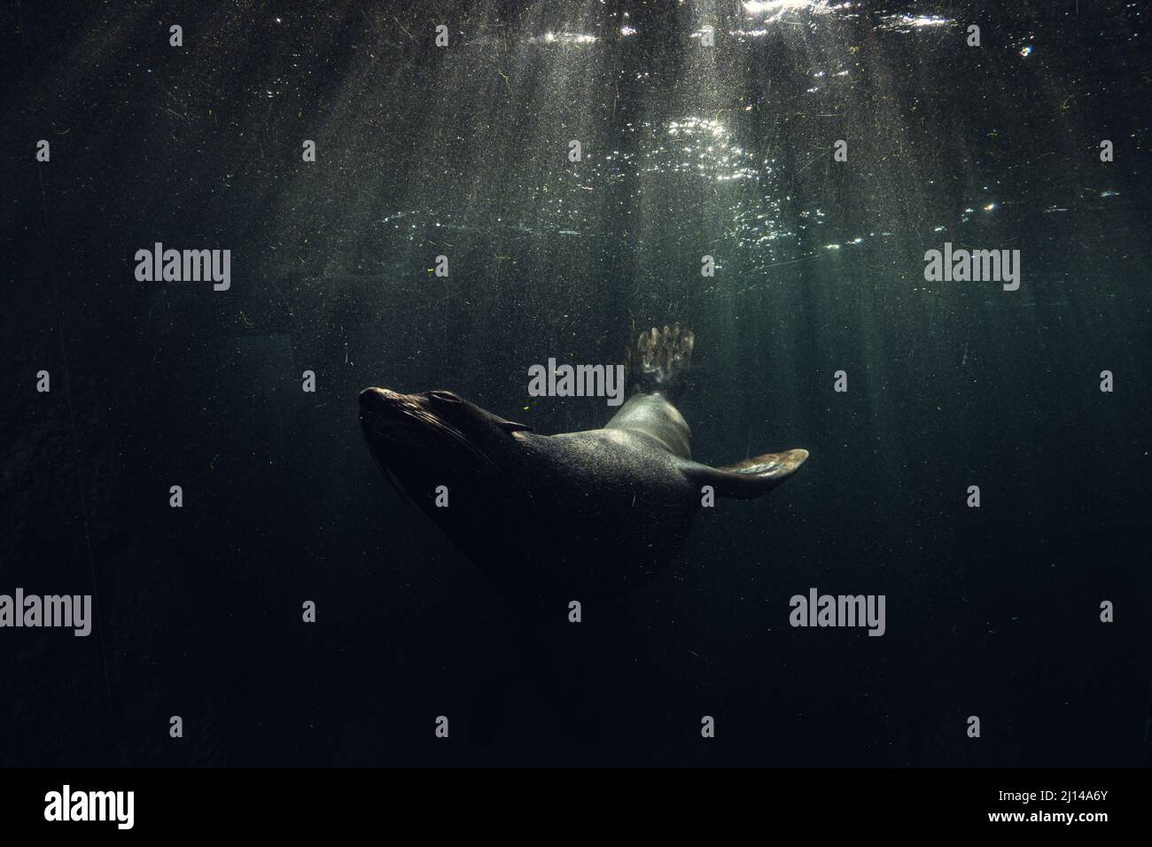 Common seal swimming underwater Stock Photo Alamy