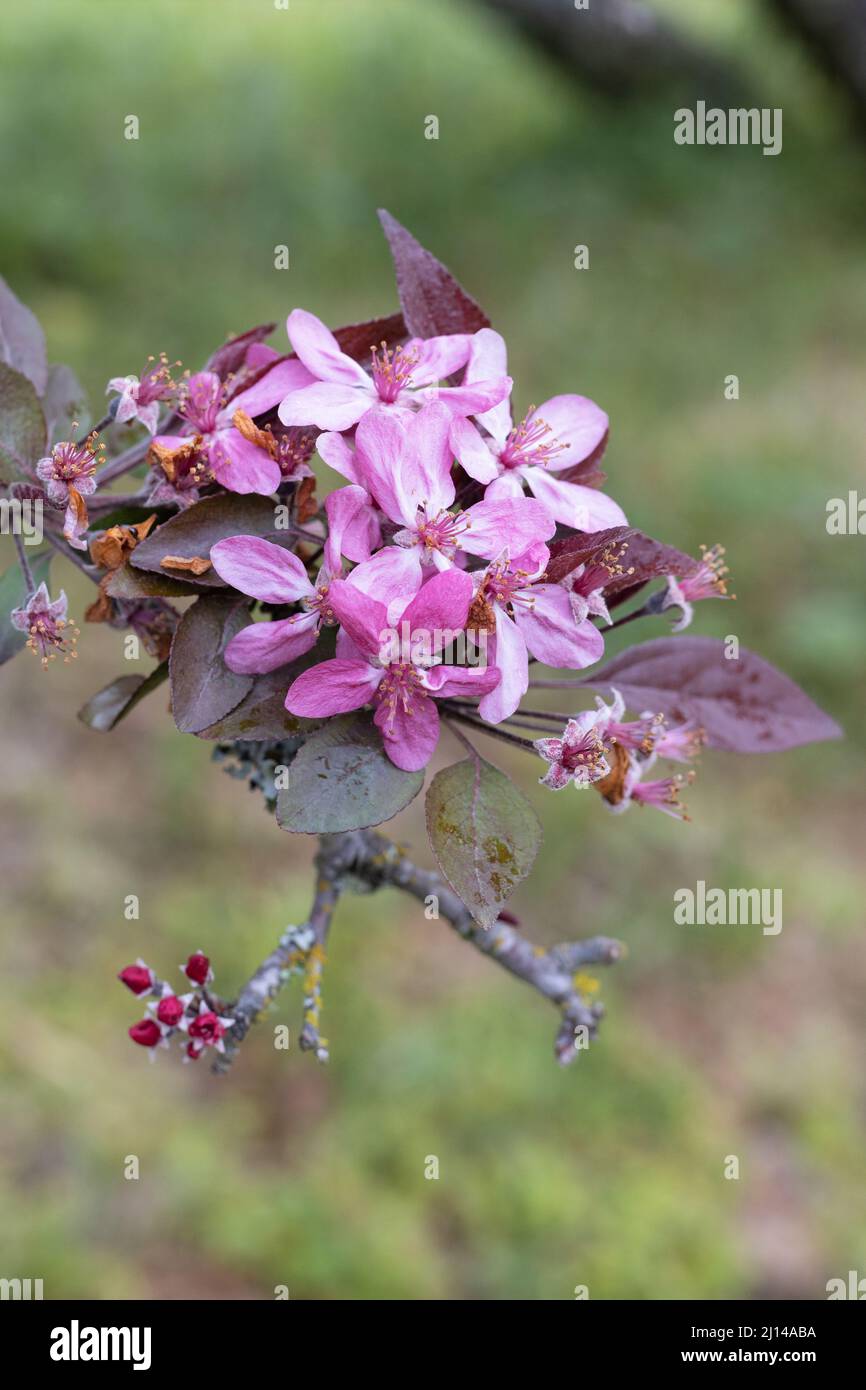 Close up of a blossom on a redleaf crabapple hybrid tree. Stock Photo
