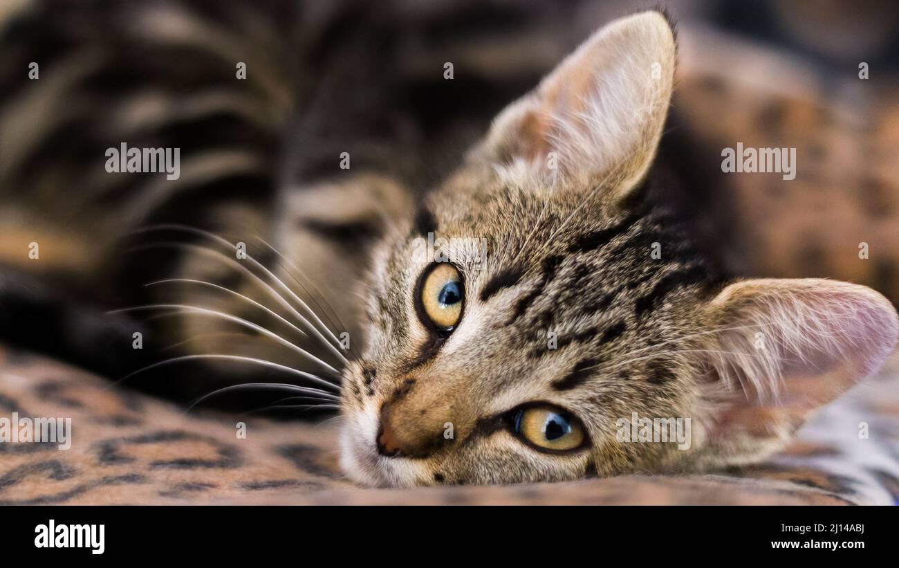 Young female cat looking straight into camera Stock Photo