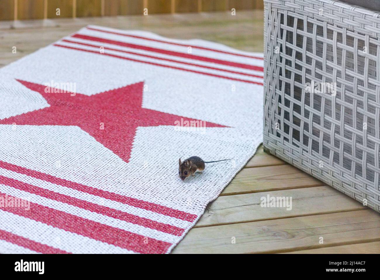 Wild field mouse on patio Stock Photo