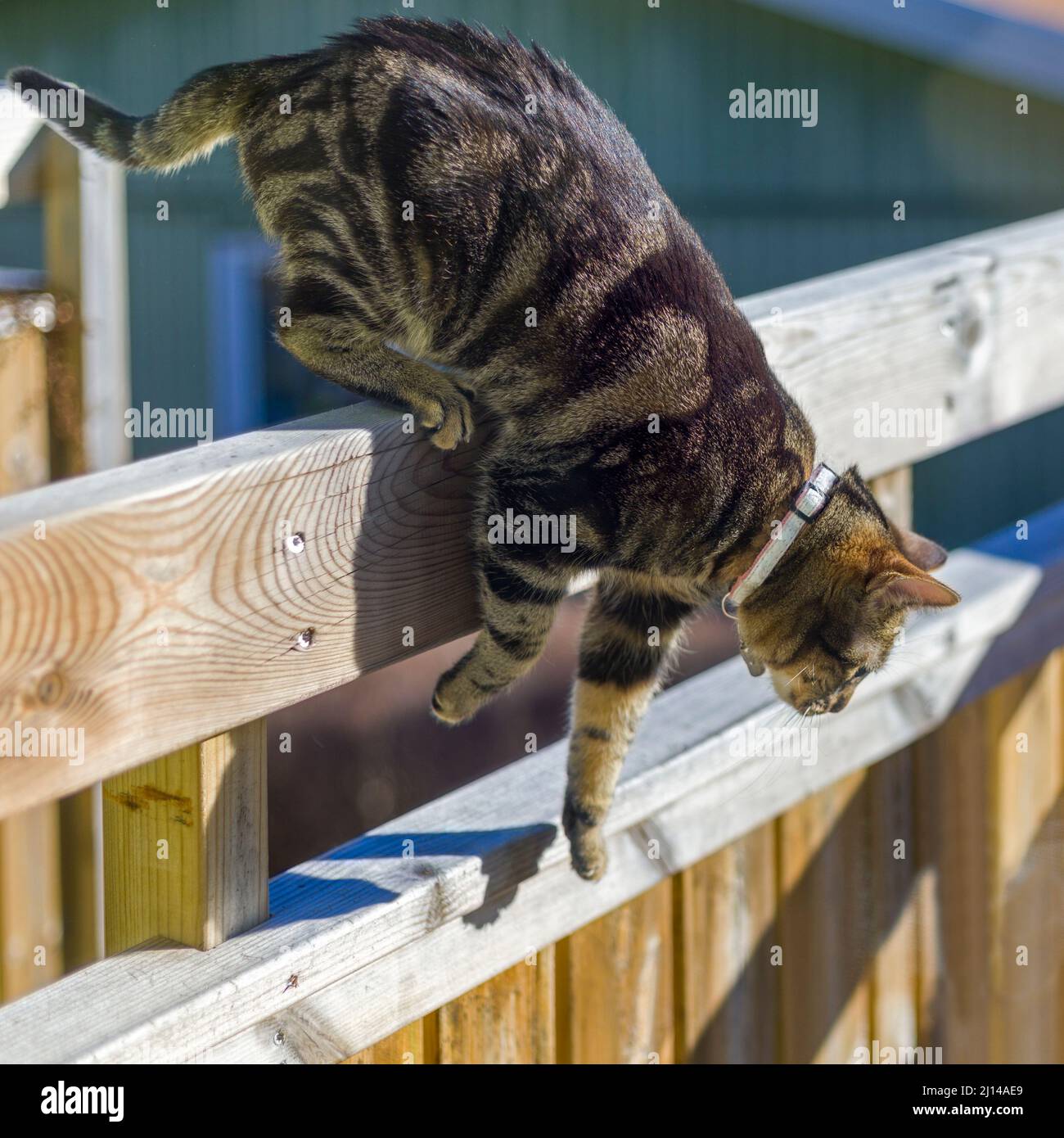 Young female cat jumping down off balcony handrail Stock Photo