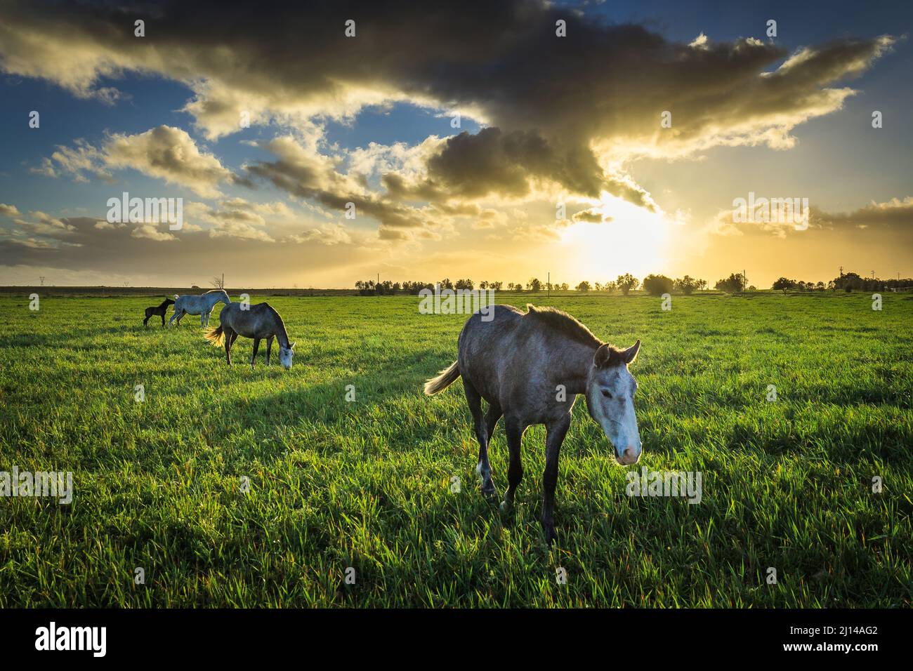 Lusitano horses at sunset in the prairie fields of Golega, Ribatejo, Portugal. Stock Photo