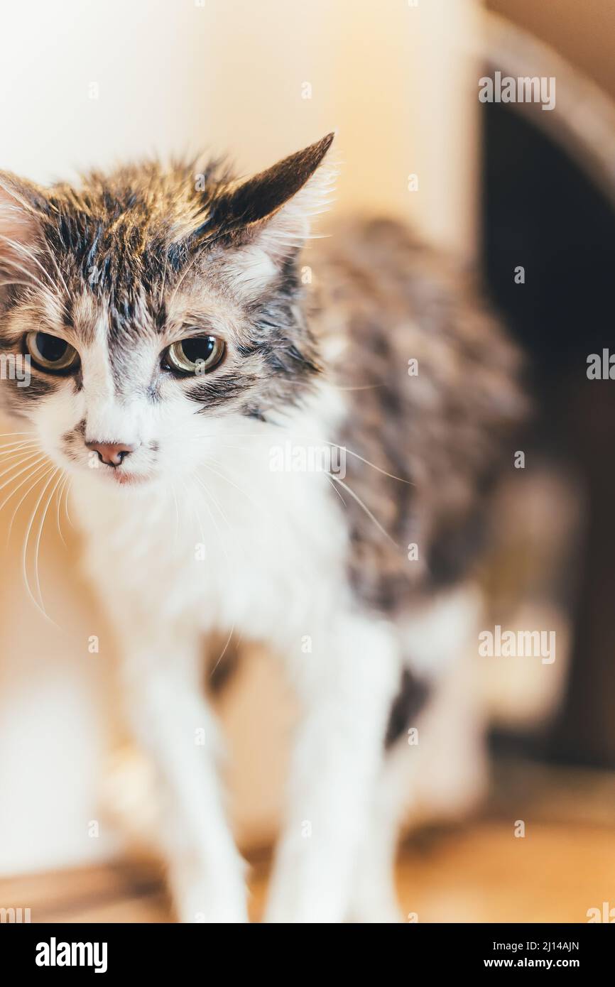Wet pet cat after washing in bath sits on floor. Portrait of animal. Pet care products. Stock Photo