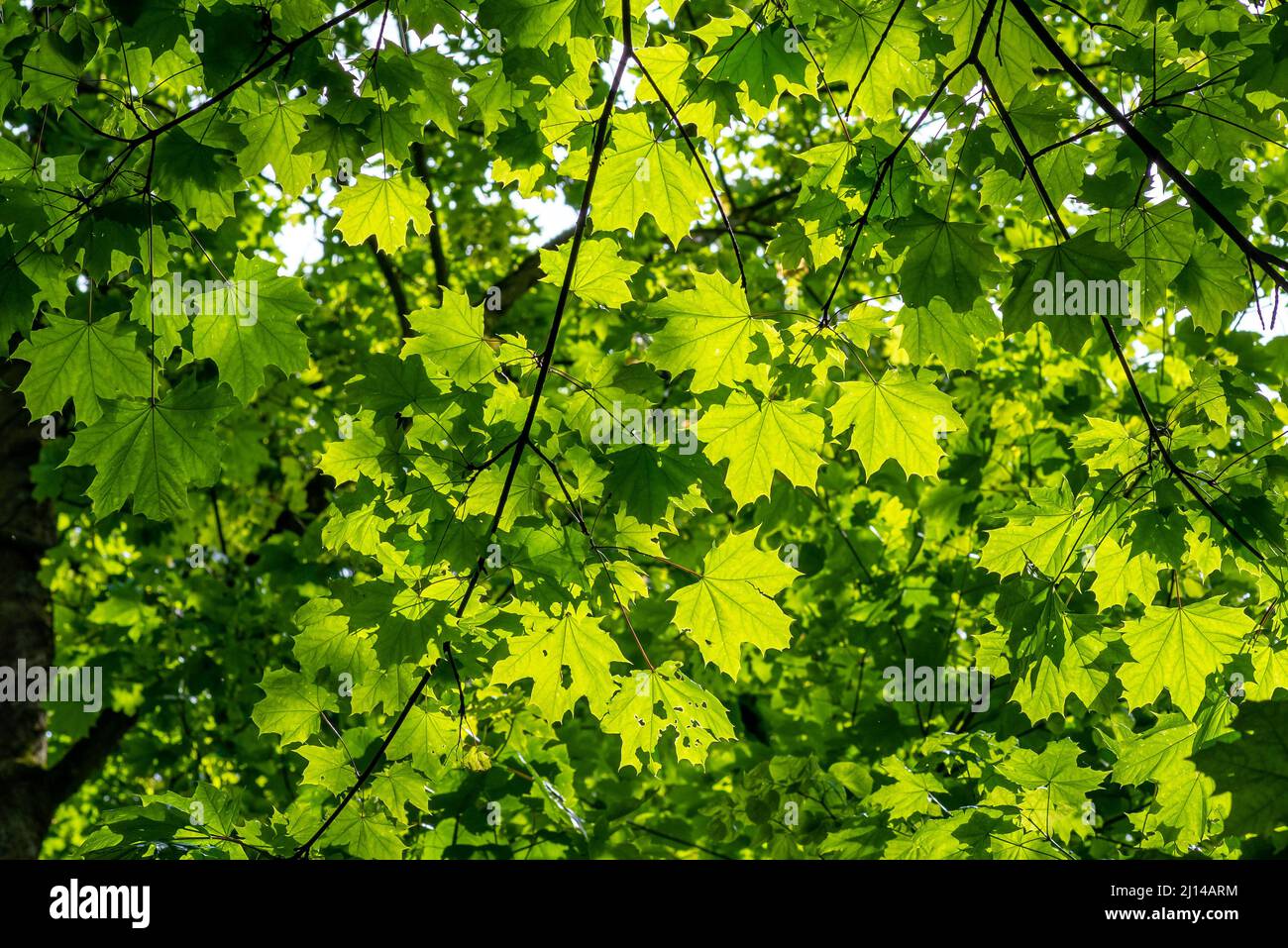 Canopy of leaves of plane tree illuminated by the sun Stock Photo