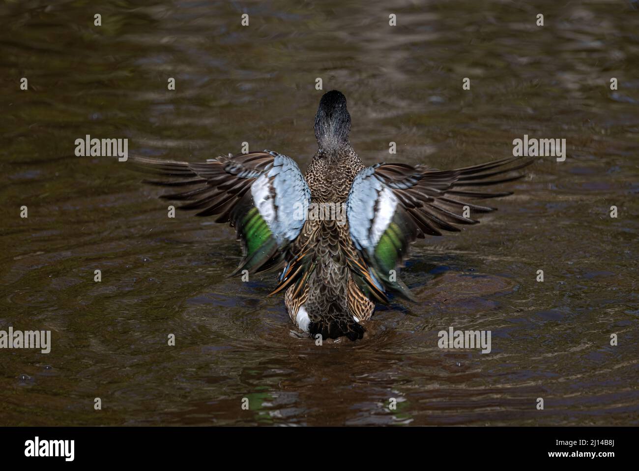 Blue Winged Teal Stock Photo Alamy
