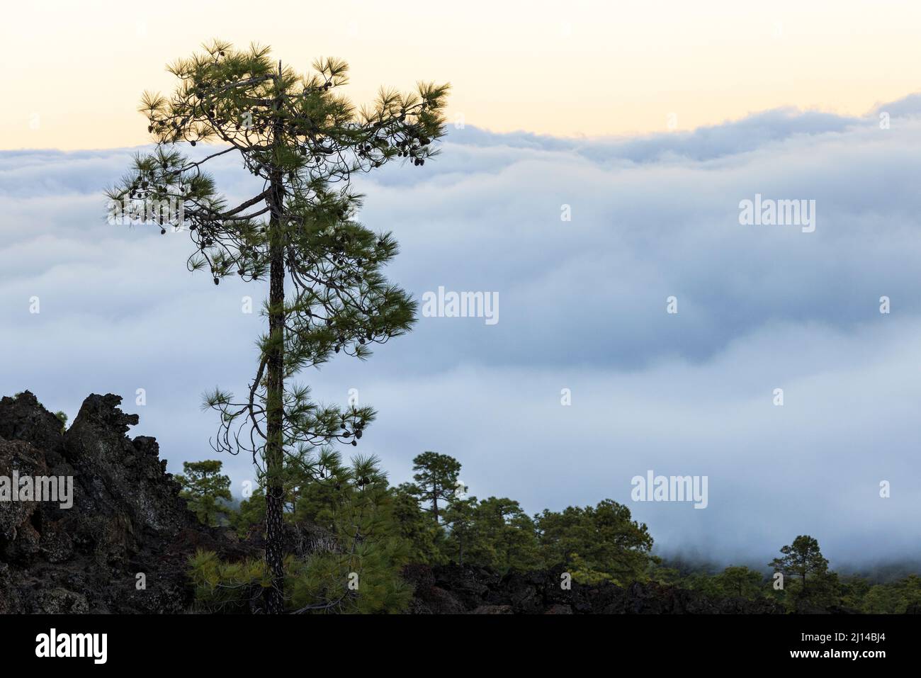 Canarian pine trees, pinus canariensis growing in the solidified lava fields on a cloudy, misty morning in the volcanic landscape of the Las Canadas d Stock Photo