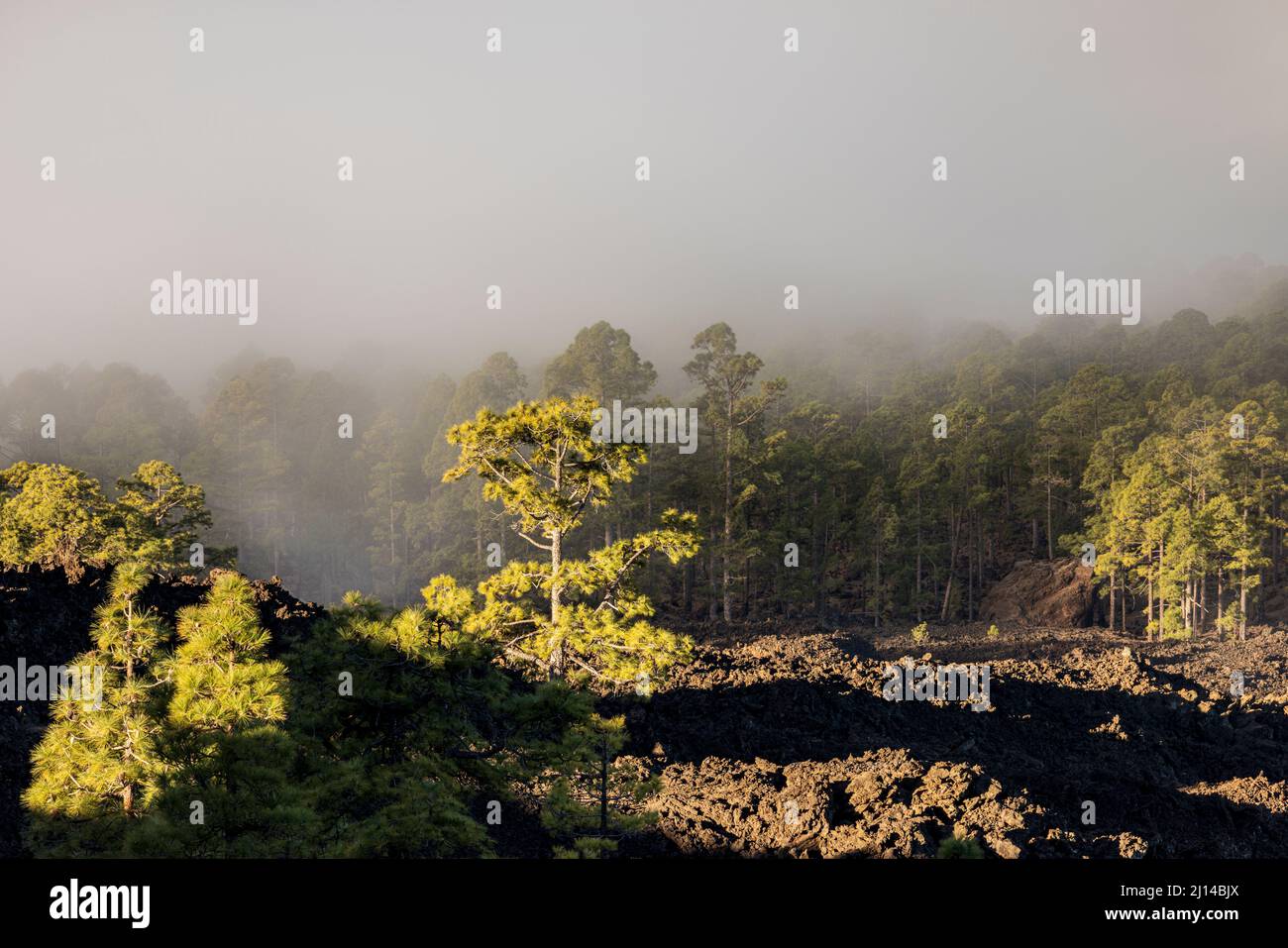 Canarian pine trees, pinus canariensis growing in the solidified lava fields on a cloudy, misty morning in the volcanic landscape of the Las Canadas d Stock Photo