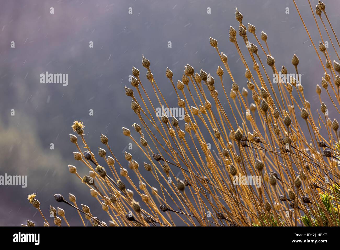 Erysimum scoparium seed heads, Alheli del Teide, Las Canadas del Teide National Park, Tenerife, Canary Islands, Spain Stock Photo