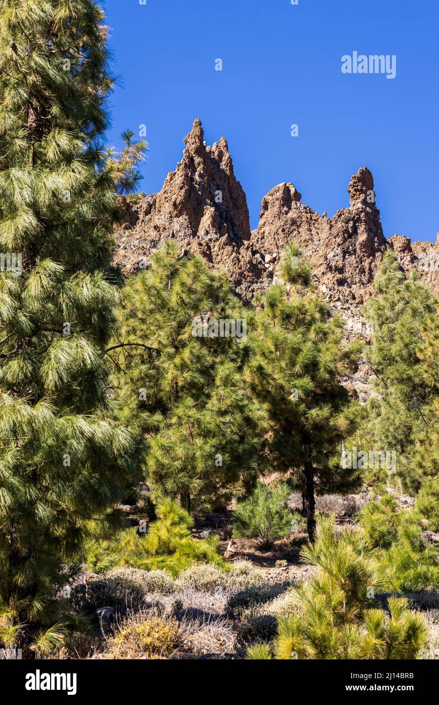 Canarian pine trees, pinus canariensis and a jagged volcanic rock formation in the volcanic landscape of the Las Canadas del Teide national park, Tene Stock Photo