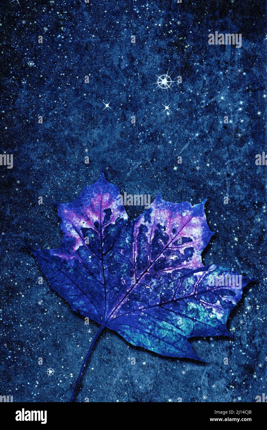 composite of a maple leaf with stars Stock Photo - Alamy