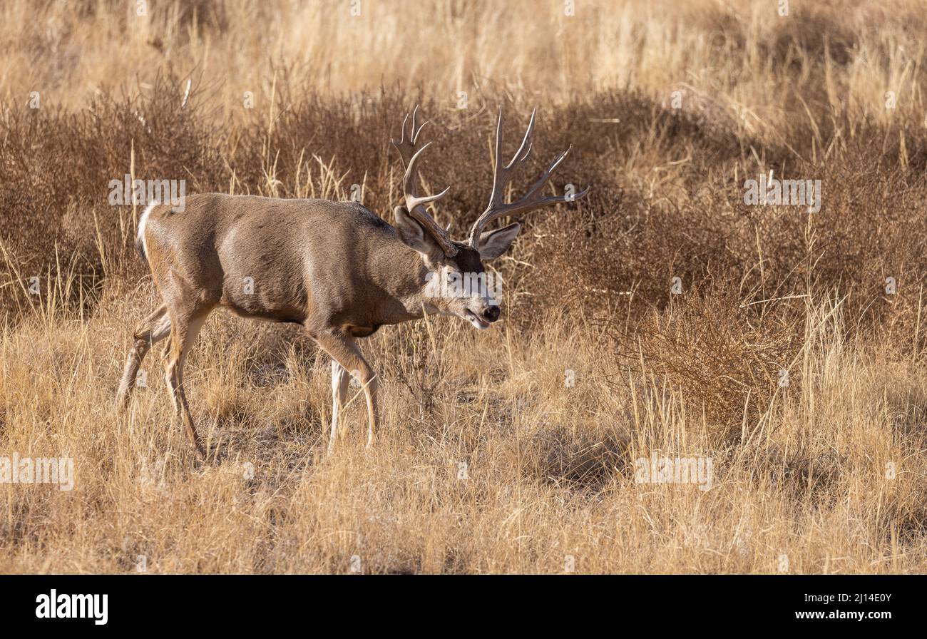 Mule Deer Buck During the Rut in Colorado in Autumn Stock Photo Alamy
