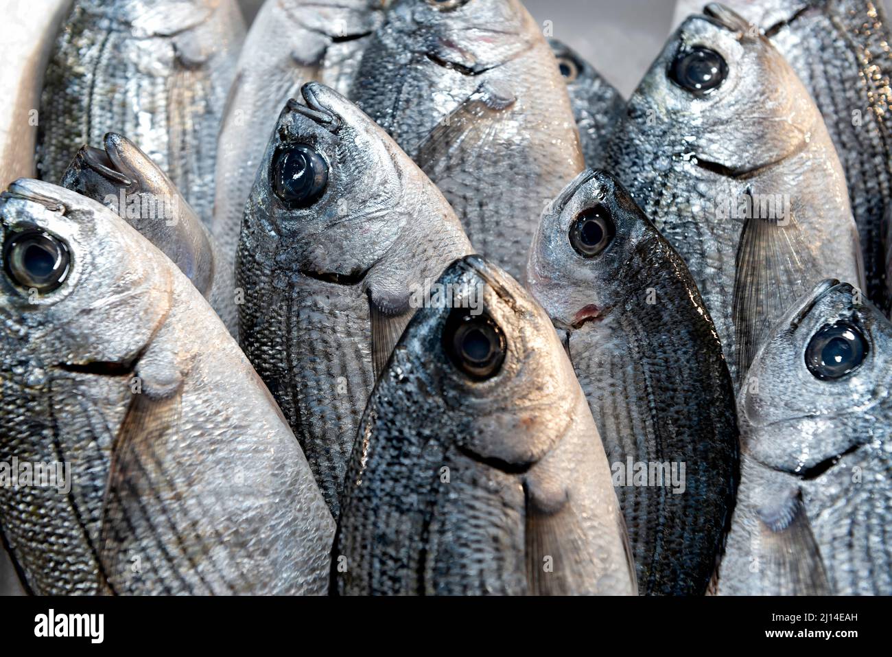 Fresh fish in the market Stock Photo