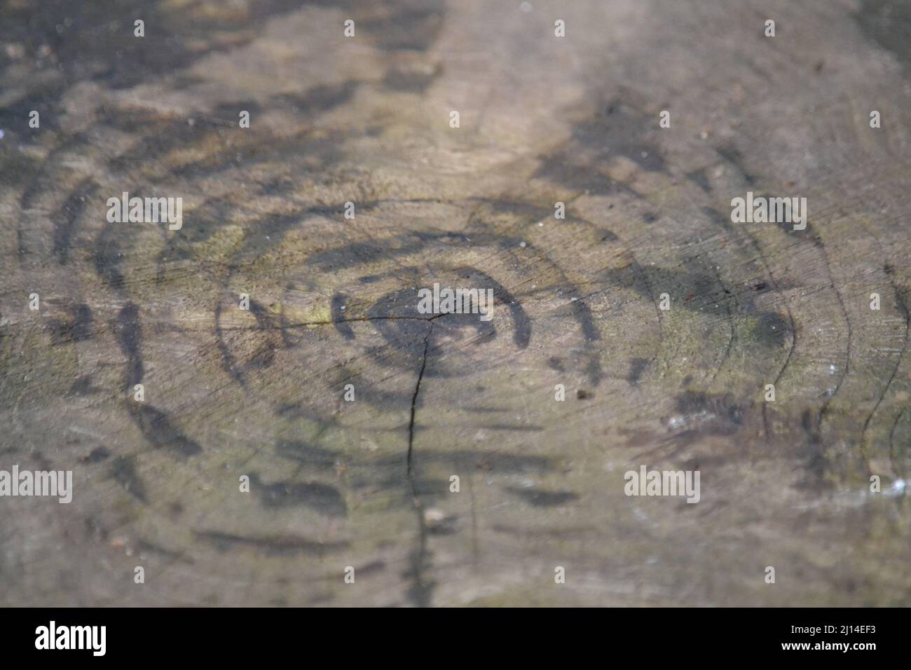 Tree Rings On Tree Stump - Garden Tree - Age Of A Tree - Wet And Dry Wood Marks - Forestry Conservation - UK Stock Photo