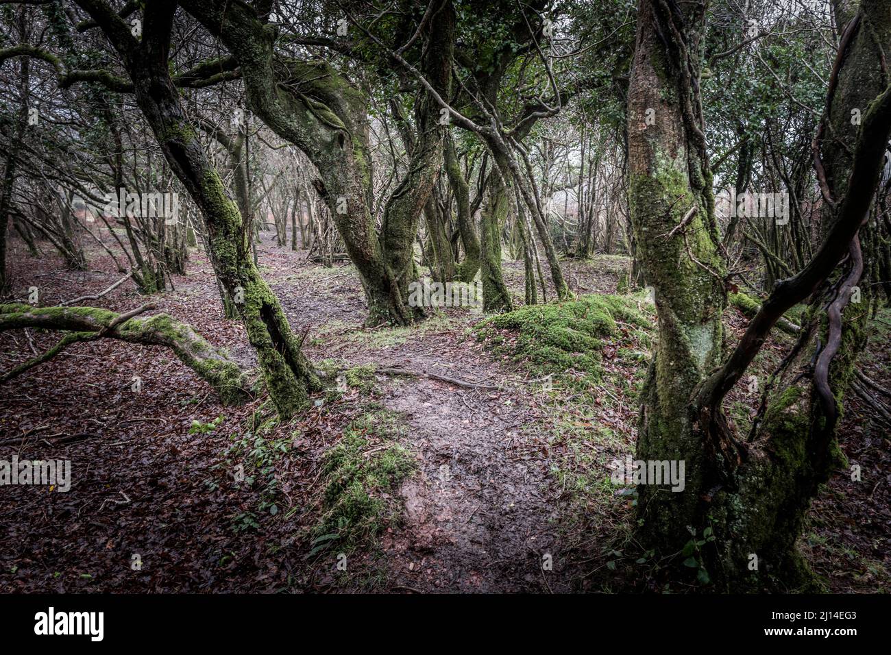 A small copse of gnarled twisted trees on Goonzion Downs on Bodmin Moor in Cornwall. Stock Photo