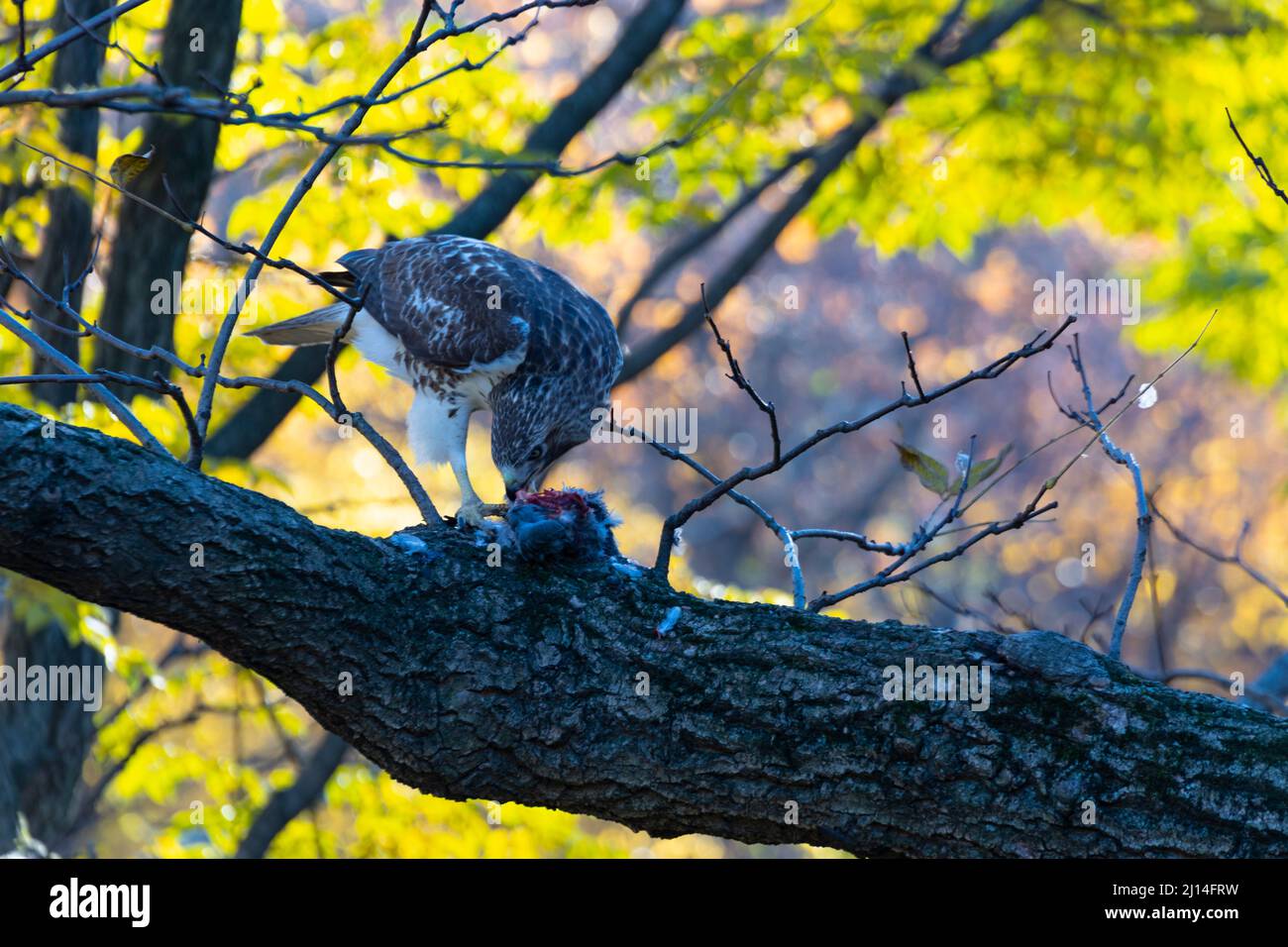 Red Tailed Hawk preys on a pigeon in Central Park NYC 2021 Stock Photo