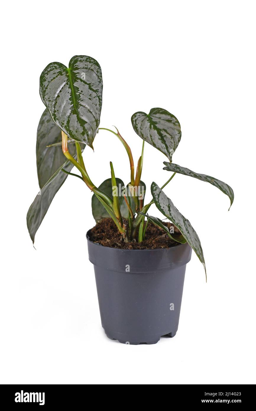 Small tropical 'Philodendron Brandtianum' houseplant with silver pattern on leaves in flower pot on white background Stock Photo