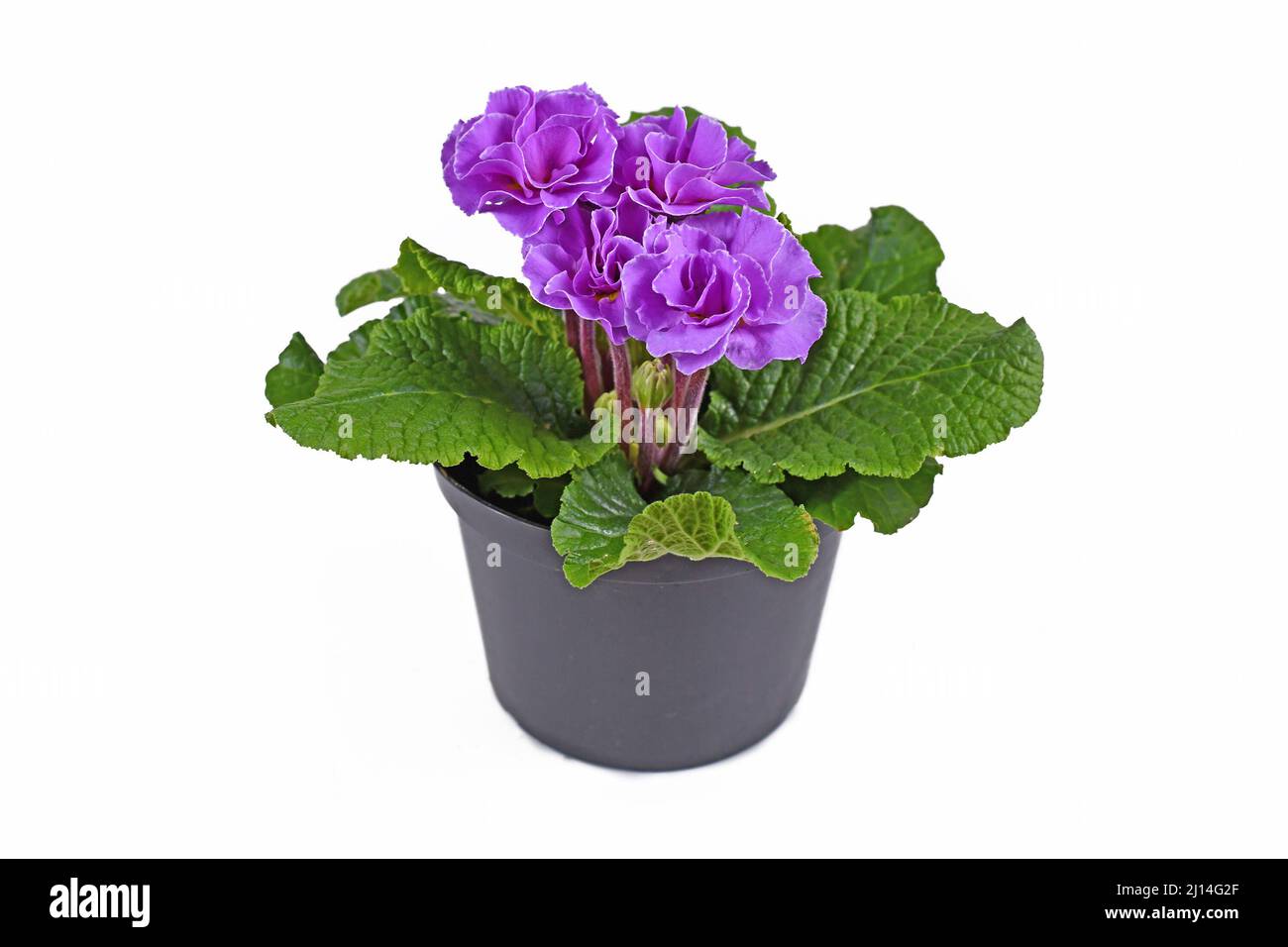 Purple double primrose in flower pot on white background Stock Photo