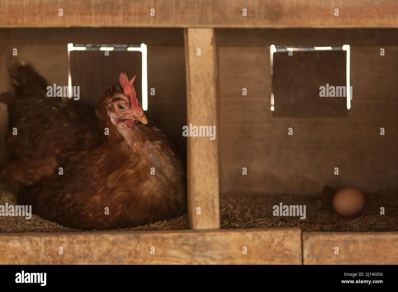 Chicken nest hatching hi-res stock photography and images - Alamy
