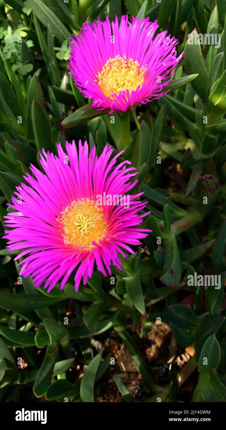 Beautiful Flowers in Portugal, Algarve Stock Photo