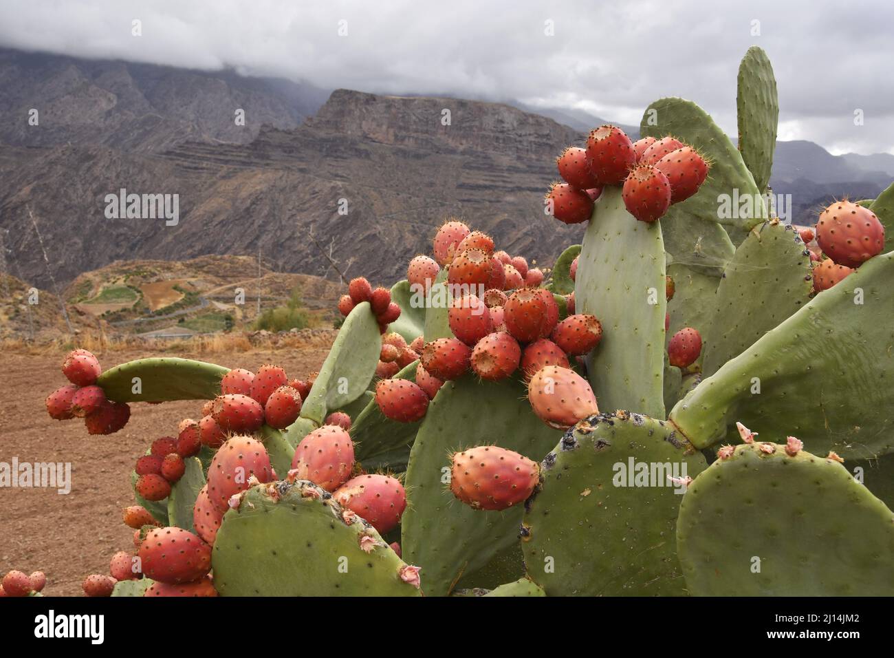 Opuntia ficusindica (prickly pear) cactus with edible fruit growing in