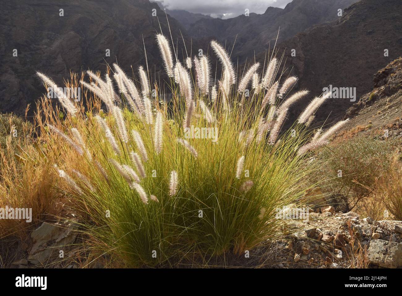 Fountain grass (Pennisetum setaceum) growing in the arid volcanic mountains of northwestern Gran Canaria Canary Islands Spain. Stock Photo