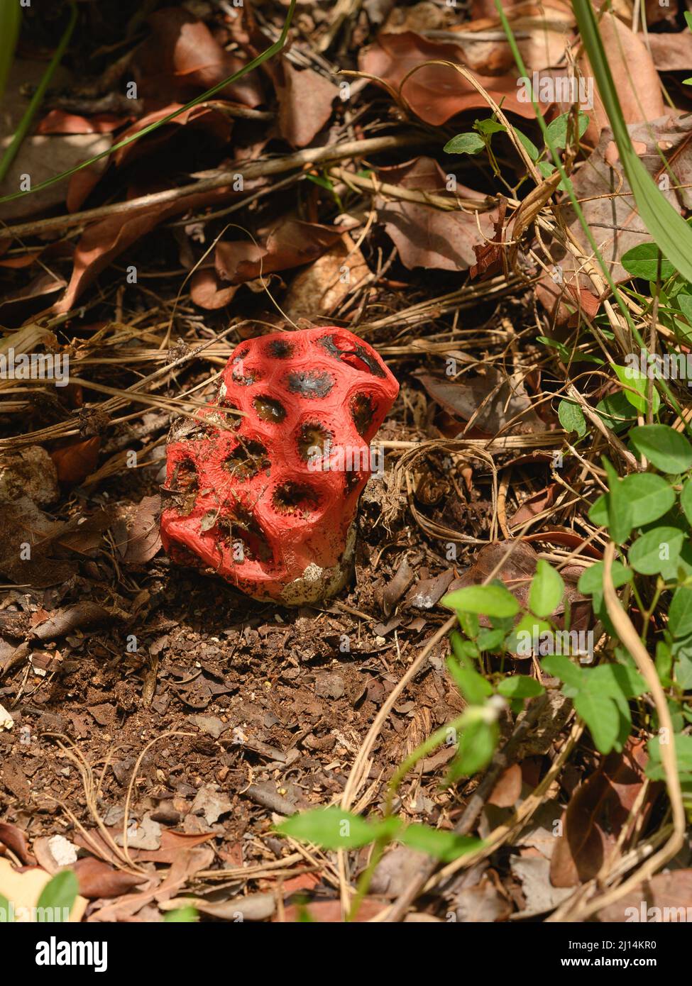 Photo shows a red poisonous mushroom. Clathrus ruber belongs to Basidiomycete fungi. Mushroom grows in jungle. In foreground there is a non-edible mus Stock Photo