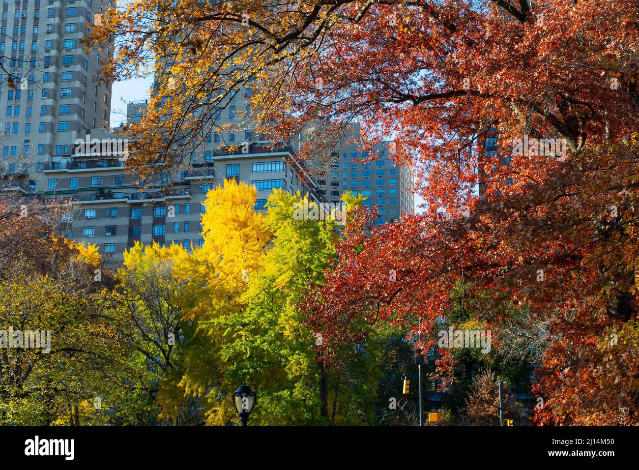 Autumn leaf color trees glow in Central Park NYC 2021 Stock Photo Alamy