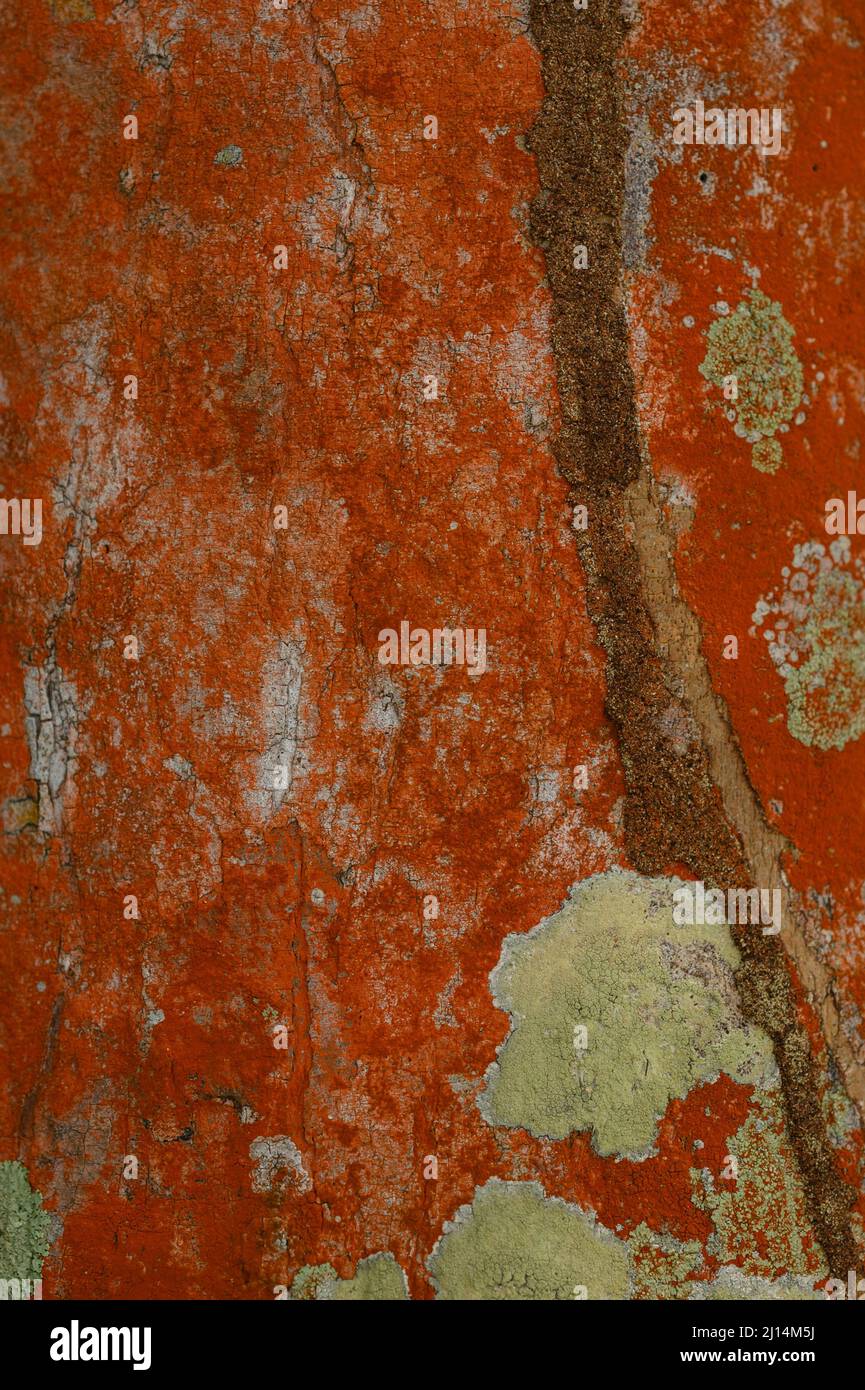 The photo shows the texture of a biological organism - lichen. The lichen is located on the trunk of a tree. Biology pattern in orange. The abstractio Stock Photo