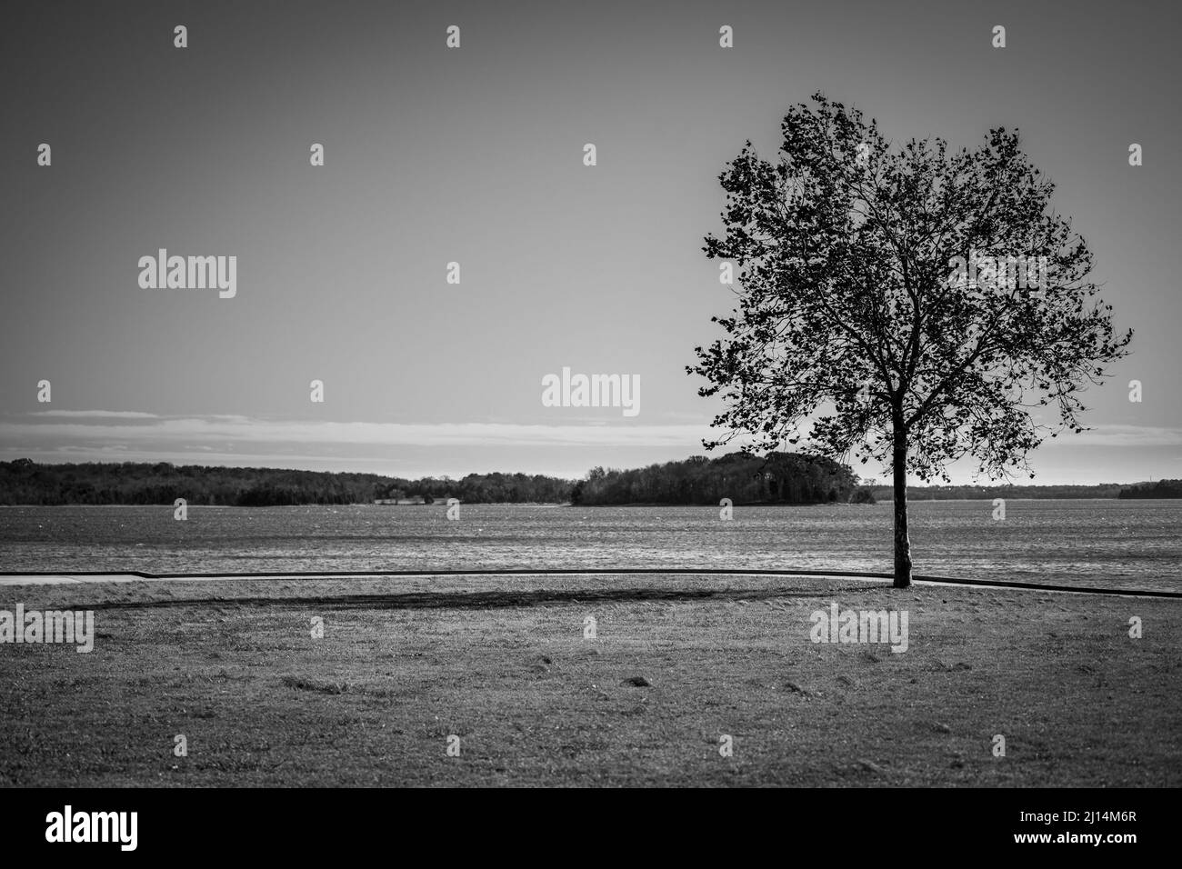 Grayscale shot of a tree in desert Stock Photo - Alamy