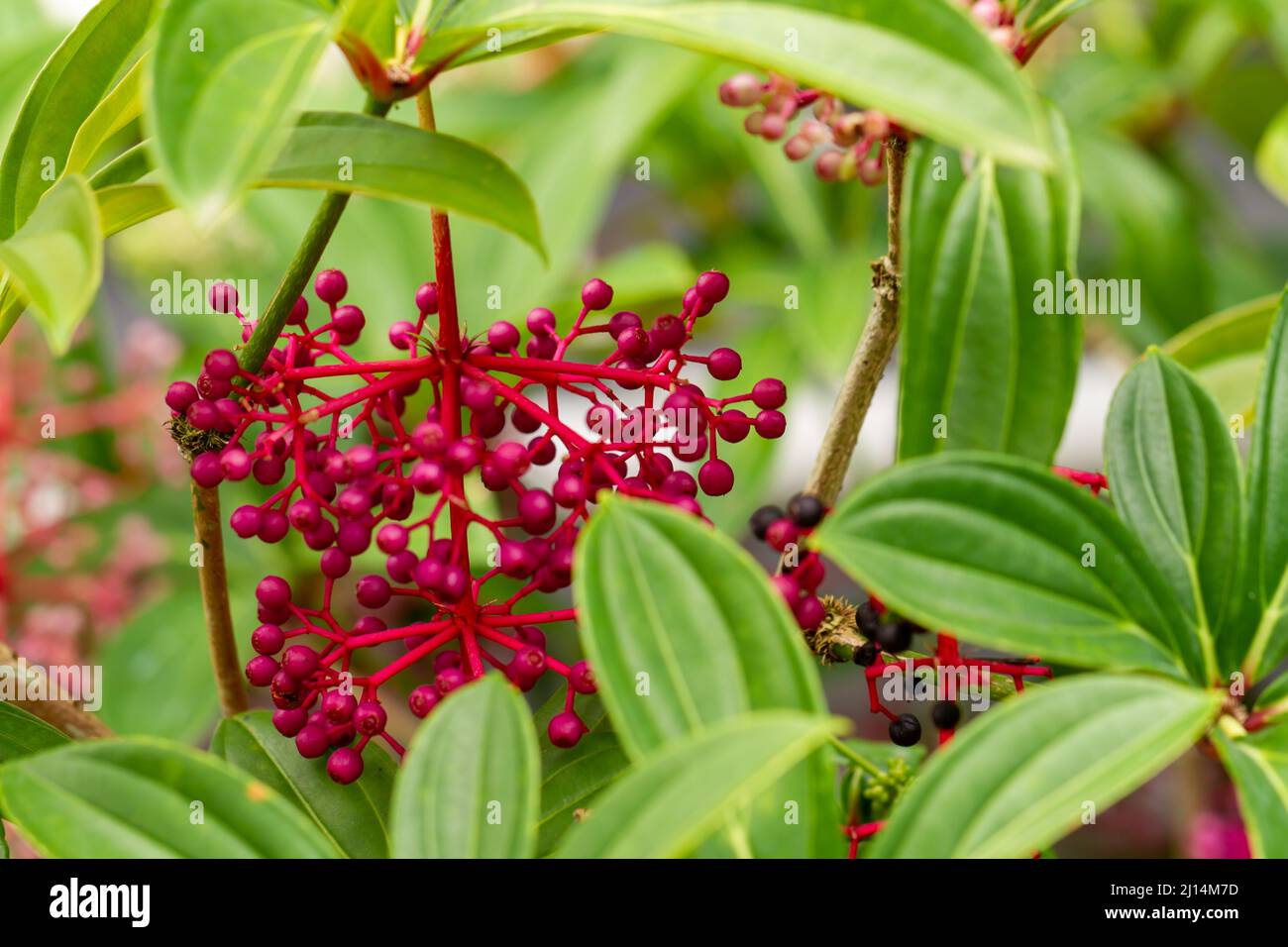 Medinilla plant with green leaves with round red flowers, blurred green foliage background, natural concept Stock Photo