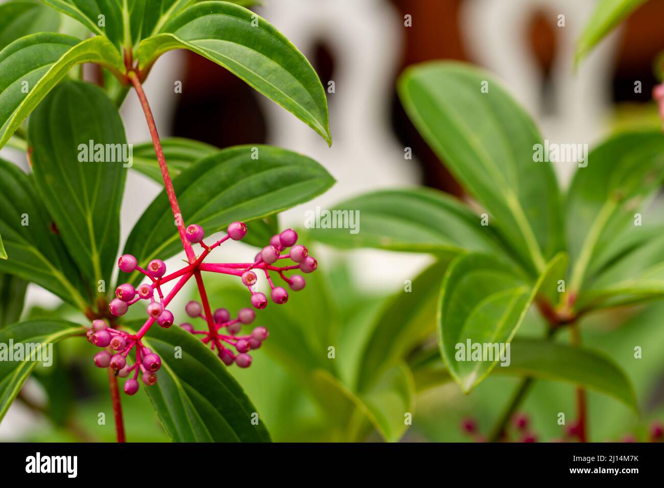 Medinilla plant with green leaves with round red flowers, blurred green foliage background, natural concept Stock Photo