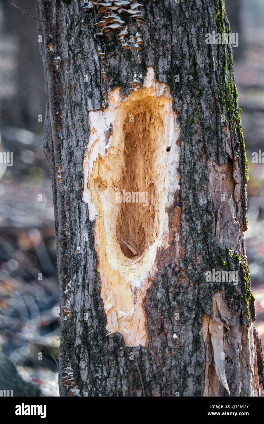 Pileated Woodpecker boring in a sugar maple tree infested with insects in Pennsylvania's Pocono Mountains Stock Photo