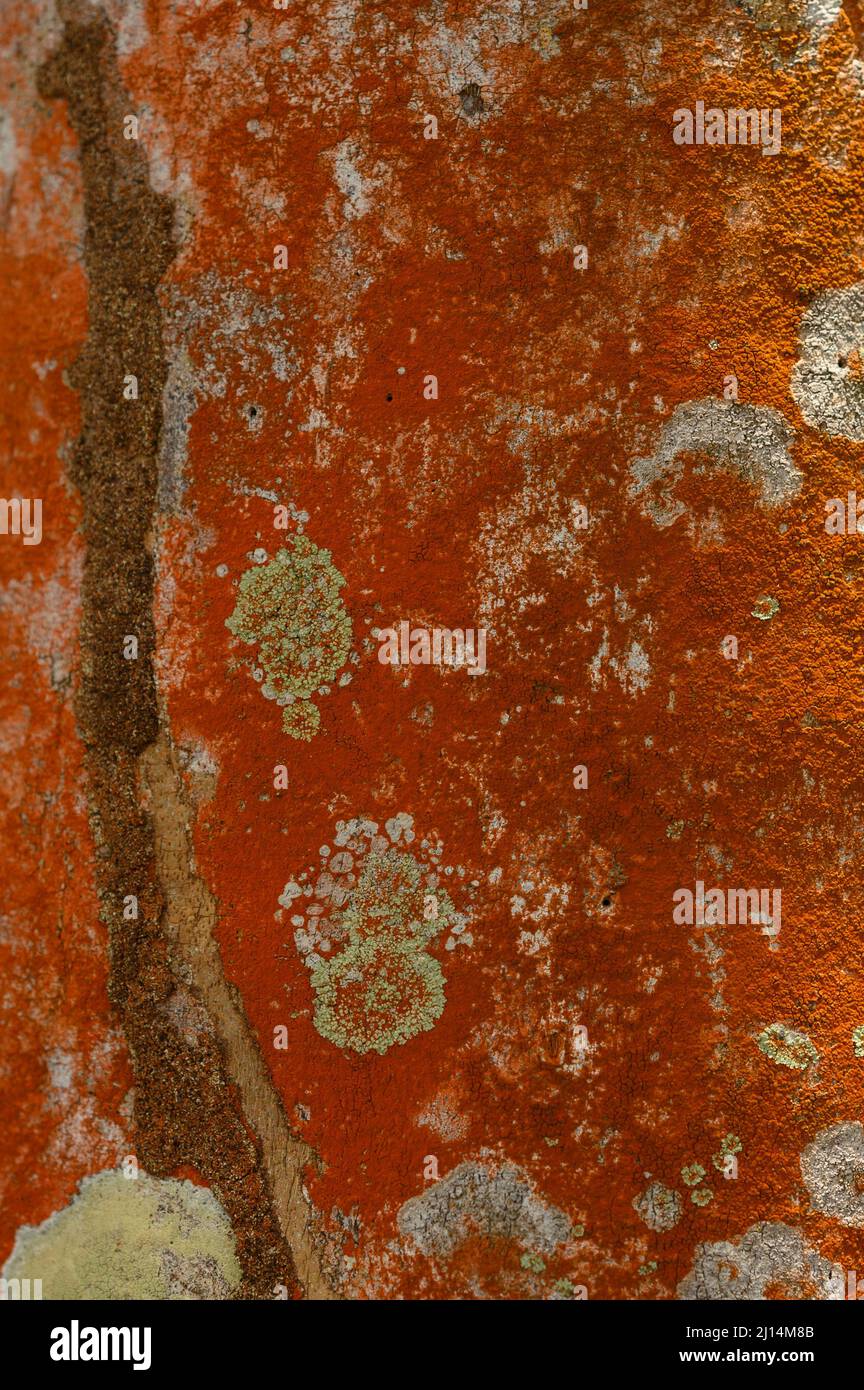 The photo shows the texture of a biological organism - lichen. The lichen is located on the trunk of a tree. Biology pattern in orange. The abstractio Stock Photo