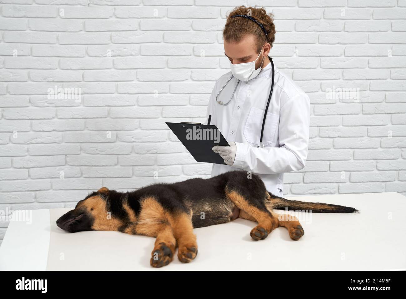 Front view of vet making notes dog lying on white table. Doctor