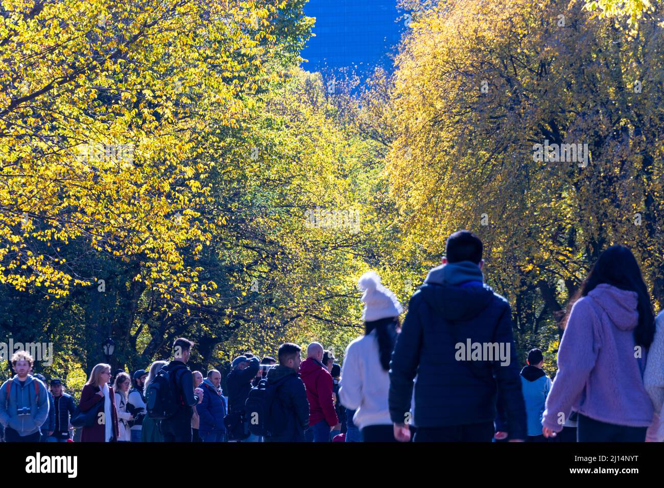Autumn leaf color trees glow in Central Park NYC 2021 Stock Photo Alamy