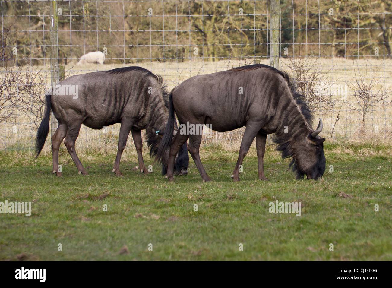 Blue Wildebeest (gnu) - Connochaetes taurines -  at Knowsley Safari Park, Merseyside, UK. Stock Photo