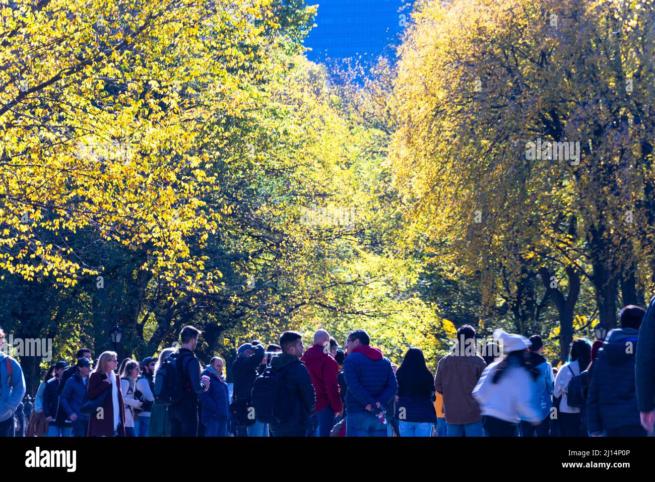 Autumn leaf color trees glow in Central Park NYC 2021 Stock Photo Alamy