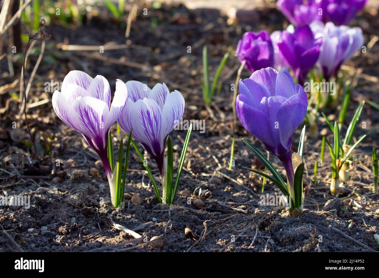 Crocuses are spring flowers. Blooming crocuses in the garden are ...