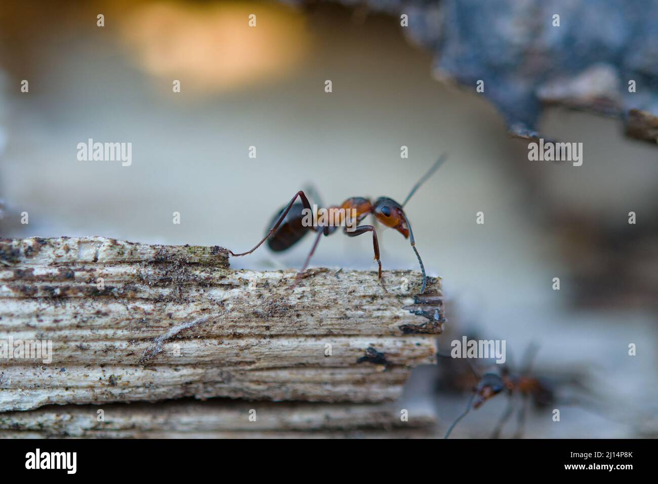 ant on an anthill in the woods basking in the spring sun after a long snowy winter. Stock Photo