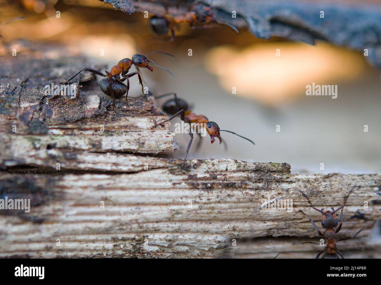 ants on an anthill in the woods basking in the spring sun after a long snowy winter. Stock Photo