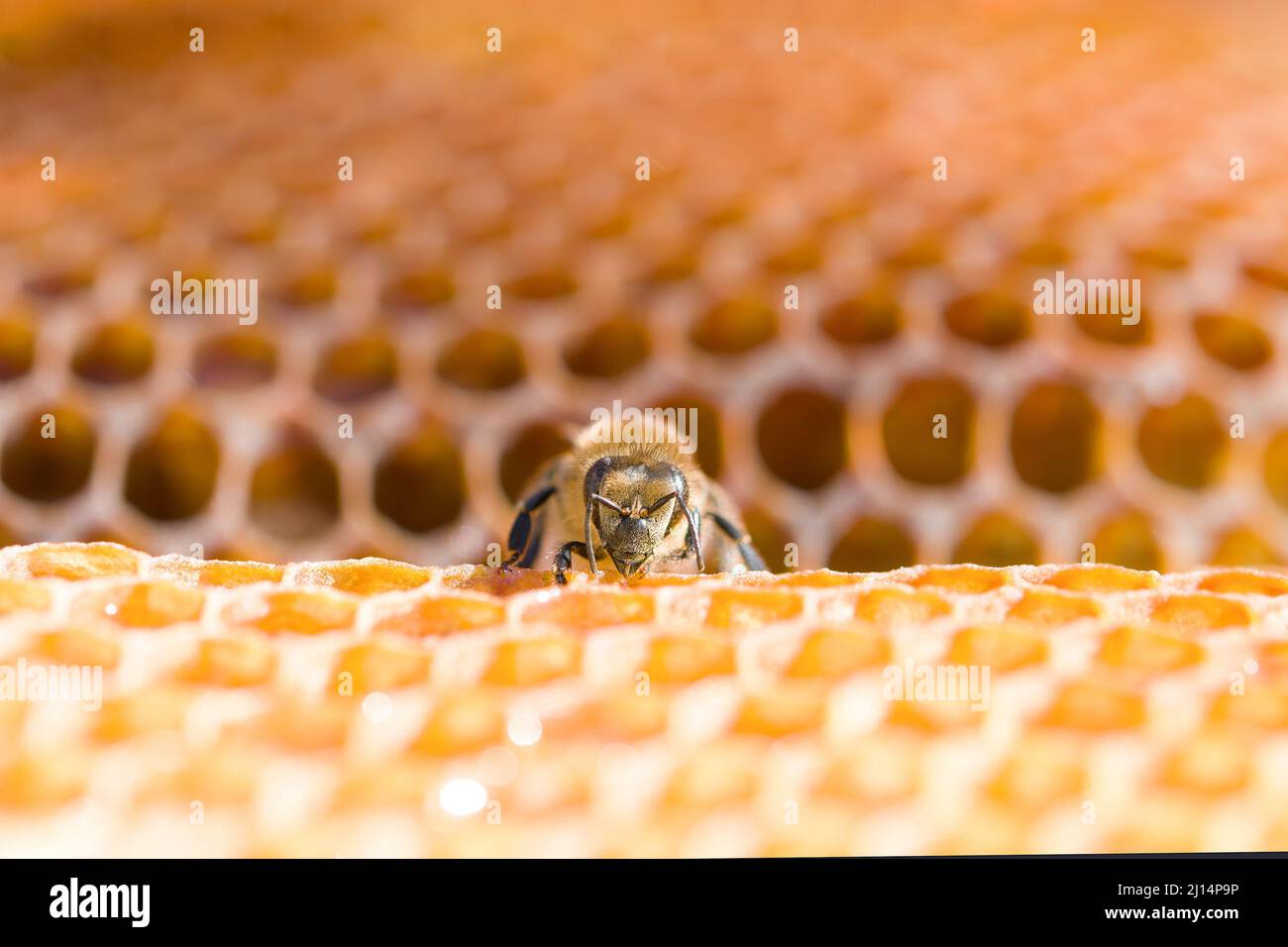 working bee on honeycomb. A close up Stock Photo