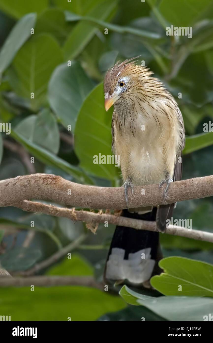 A Vertical of a Guira Cuckoo, Guira guira, perched on branch Stock Photo