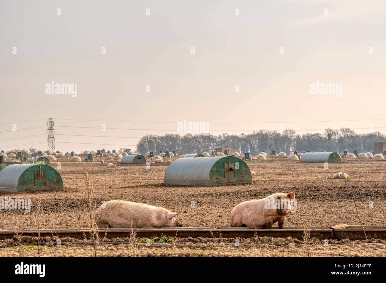A field of pigs on a Norfolk farm Stock Photo